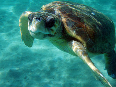 Αυξάνεται ο αριθμος των νεκρών χελώνων στις παραλίες