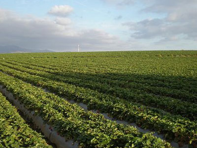 Ο ΕΛΓΑ καταβάλλει αποζημιώσεις