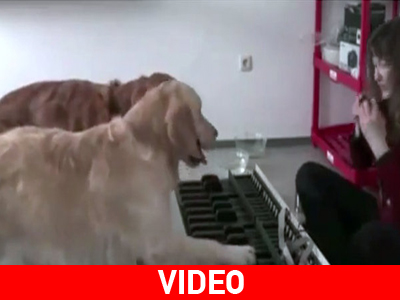 Σκύλοι – πιανίστες κλέβουν την παράσταση!