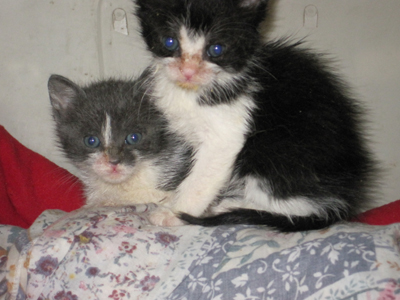 Χαρίζεται η Πίκι και ο Πόκο