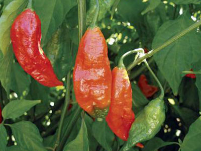 Πικάντικες… χειροβομβίδες