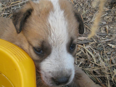 Χαρίζονται κουταβάκια σκέτη γλύκα!