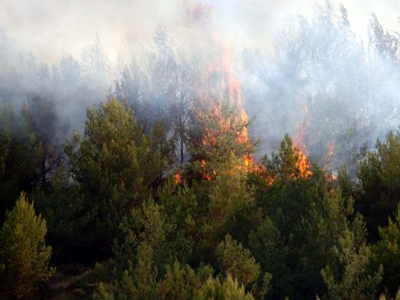Πυρκαγιά σε δασική έκταση στην Αμαλιάδα