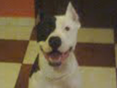 Χάθηκε πιτ μπουλ στην Αγ. Παρασκευή