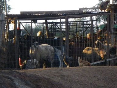 Συνεχίζονται οι έρευνες για τα σκοτωμένα ζώα