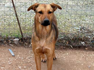 Xαρίζεται η γλυκιά σκυλίτσα Polla