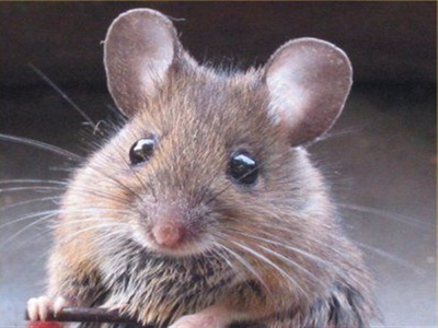 Άνθρωποι και ποντίκια στη Πηγάδα!