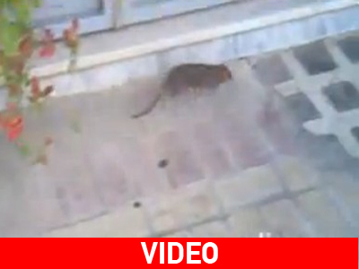 Απρόσμενος «επισκέπτης» αναστάτωσε το κέντρο του Πύργου!