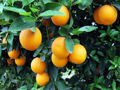 Πορτοκάλι: Ένα δώρο της φύσης