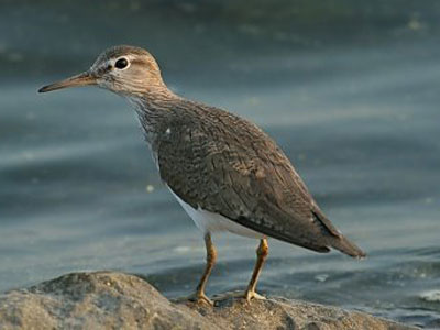 Υπό καθεστώς προστασίας ο υγρότοπος Βουρκαρίου Μεγάρων