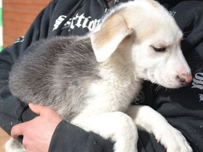 Πραγματικός πρίγκιπας δίνεται για υιοθεσία!