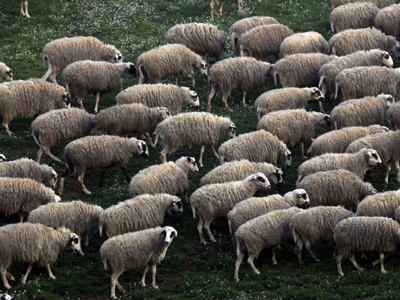 Επιστρέφει ο «εφιάλτης» του μελιταίου πυρετού