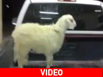 To πρόβατο που… «πάτησε πόδι»!