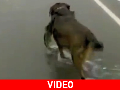 Σκύλος με αδυναμία στο… ψάρεμα!