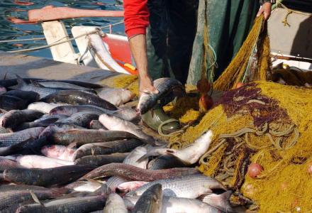 ΕΕ:Ψήφισε υπέρ της αποκατάστασης των Ιχθυαποθεμάτων