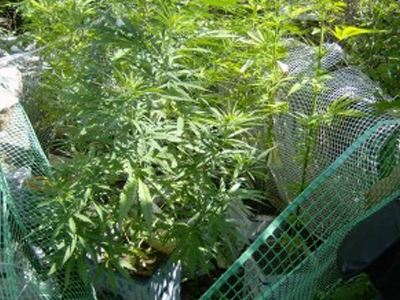 Ψάχνουν τους χασισοκαλλιεργητές