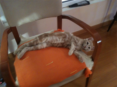 Γατούλης ζητεί οικογένεια