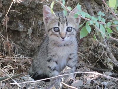 Ποιος θα υιοθετήσει τη γλυκιά Τζια;
