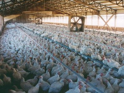 Πίνει και τρώει στην υγειά του χρεωμένου συνεταιρισμού