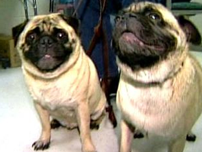 Κουτάβια τράφηκαν από τον νεκρό ιδιοκτήτη τους