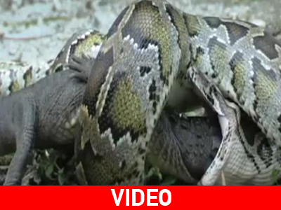 Πύθωνας Vs κροκόδειλου!