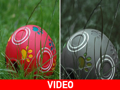 Η όραση των ζώων