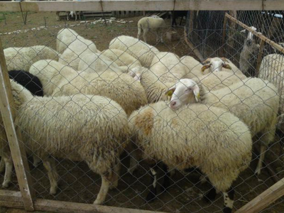 Του… άδειασαν το μαντρί