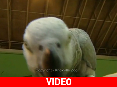 Ένας απίστευτος παπαγάλος!