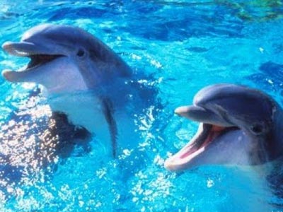 Εντυπωσιακή η ευφυΐα των δελφινιών