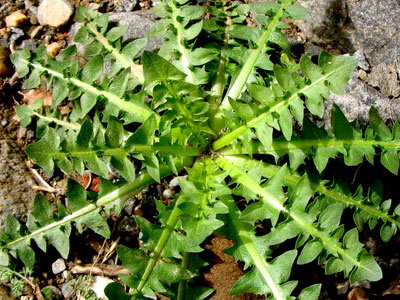 Ραδίκι το θαυματουργό!