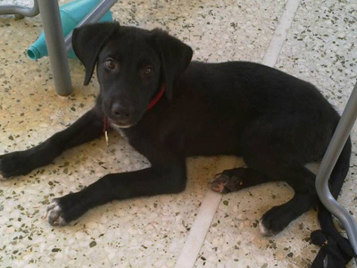 Επείγει να βρεθεί σπίτι για τον ταλαιπωρημένο Ραούλ