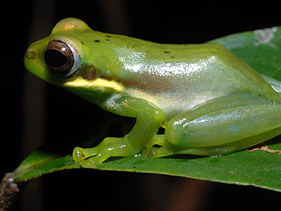 Δεν πρόλαβαν να ανακαλυφθούν … και εξαφανίζονται