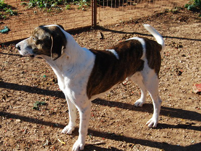 Ζητεί οικογένεια