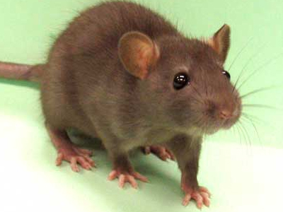 Ο φασισμός του Τρωκτικού (e-mail αναγνώστη)