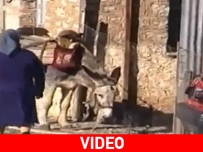 Μιλάει ο γάιδαρος; Μιλάει…