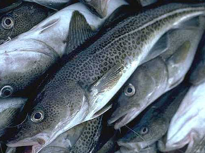 Κατασχέθηκαν 24 κιλά ψαριών στην Ιχθυόσκαλα Ν. Μηχανιώνας