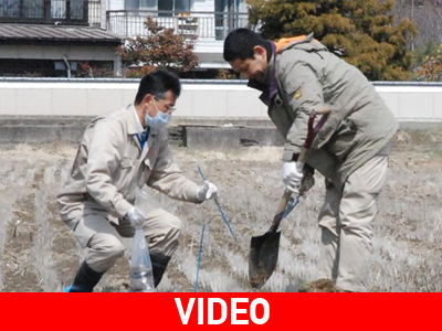 Σπέρνουν ρύζι για να μετρήσουν τη ραδιενέργεια