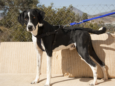 Χαρίζεται ο Richard