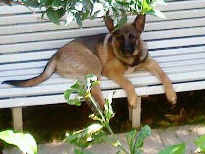 Μήπως είδατε τον Ρίκο;