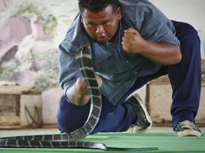 Στο ρινγκ… με τις κόμπρες