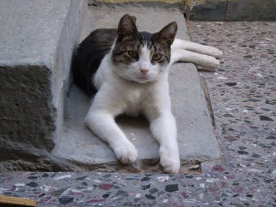 Χάθηκε ο Ριρής