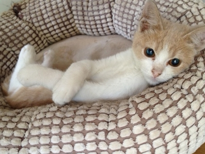 Ο Rodolpho ζητεί την αγάπη σας