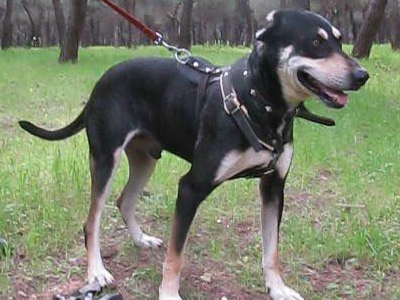 Ένα σπιτικό για τον λεβέντη Ρόκι!