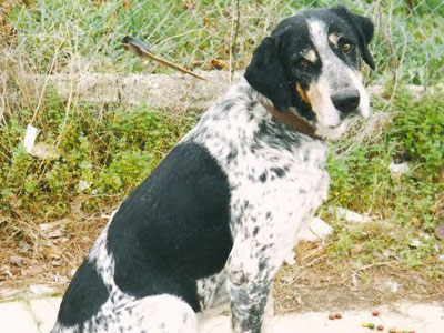 Χάθηκε ο γεράκος Romeo