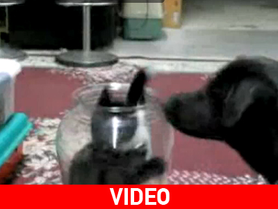 Η γάτα που κρύφτηκε στην γυάλα