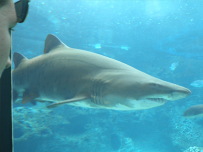 Γάμος με φόντο… καρχαρίες στην Κρήτη