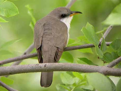 O κούκος και ο Κουτσούκος