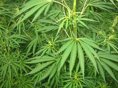 “Ναι” σε φάρμακο με κάνναβη στην Ιταλία