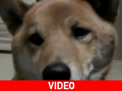 Σκύλος που χαμηλώνει τη φωνή του