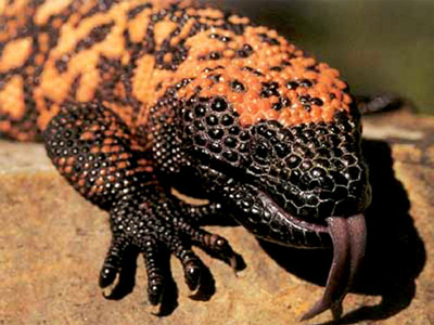 Αδυνατίστε με σάλιο σαύρας!